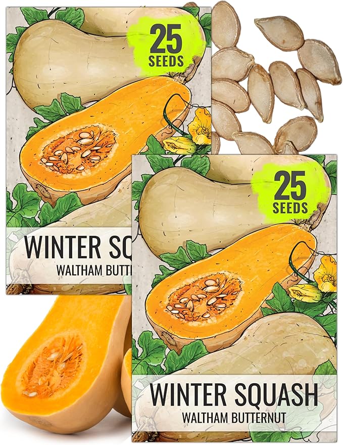 Seed Needs Waltham Butternut Squash Seeds for Planting - Non-GMO Heirloom & Untreated Summer Squash to Plant a Home Grown Outdoor Vegetable Garden (2 Packs)