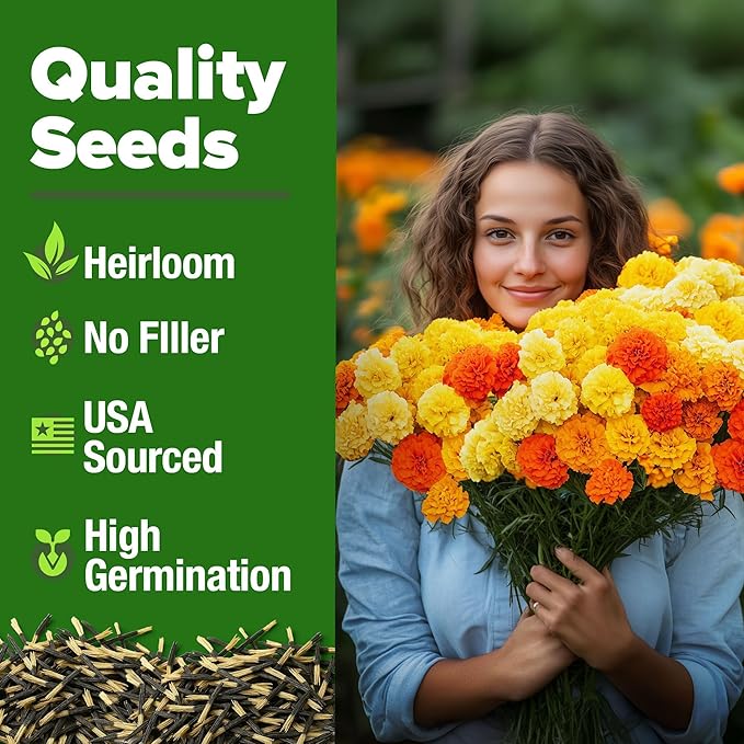 HOME GROWN Petite French Marigold Seeds 658 Flower Seeds for Planting Outdoor Easy to Grow Companion Plant & Quick Blooming Pollinator Heirloom Wildflower Seeds (Tagetes patula)