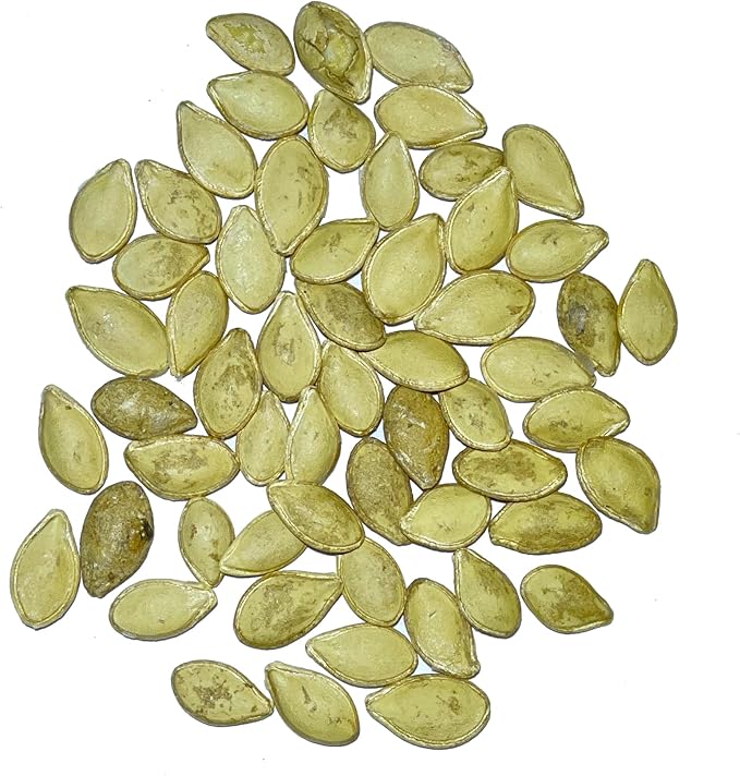 Seed Needs, Table King Acorn Winter Squash Seeds - 45 Heirloom Seeds for Planting Cucurbita Pepo - Non-GMO & Untreated Vegetable for an Outdoor Garden (2 Packs)