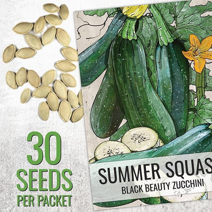 Seed Needs Black Beauty Squash Seeds for Planting Zucchini Summer Squash - Non-GMO, Heirloom & Untreated - Prolific Yields of Delicious Zucchinis in a Home Grown Outdoor Vegetable Garden (2 Packs)