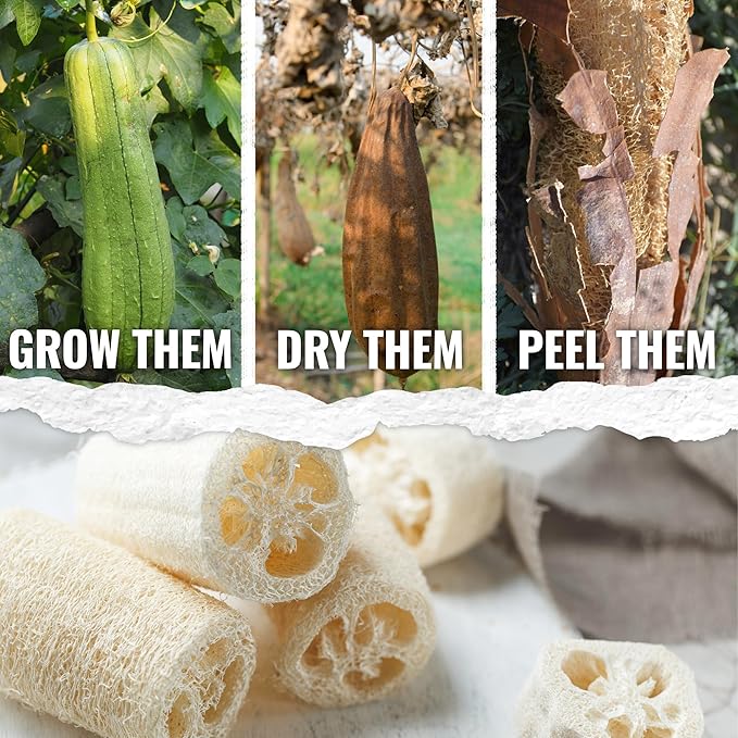 Seed Needs Luffa Seeds for Planting Loofah Sponge Gourds - Non-GMO Heirloom & Untreated Veggie Seed to Plant a Home Grown Outdoor Vegetable Garden (5 Packs)