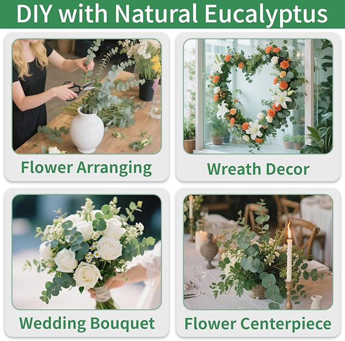 Green Dried Eucalyptus Bundle 12 Pcs Real Stems 17 Inch Fresh Natural Eucalyptus Branches for Home Decor Shower Flower Arrangement Wedding Gift