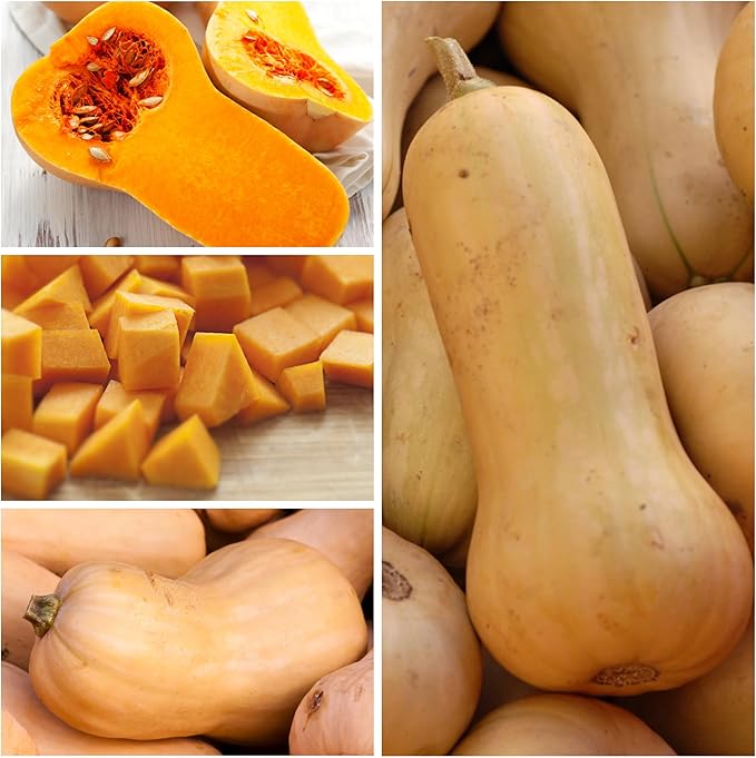 Seed Needs Waltham Butternut Squash Seeds for Planting - Non-GMO Heirloom & Untreated Summer Squash to Plant a Home Grown Outdoor Vegetable Garden (2 Packs)