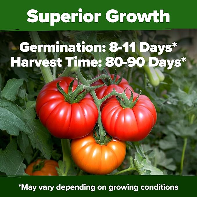 HOME GROWN Beefsteak Tomato Seeds 600+ Heirloom Non-GMO Seeds for Planting, High Germination, Indeterminate Extra Large Meaty Slicing Tomato,Prolific Garden Crop, Sandwich Ready (Solanum lycopersicum)