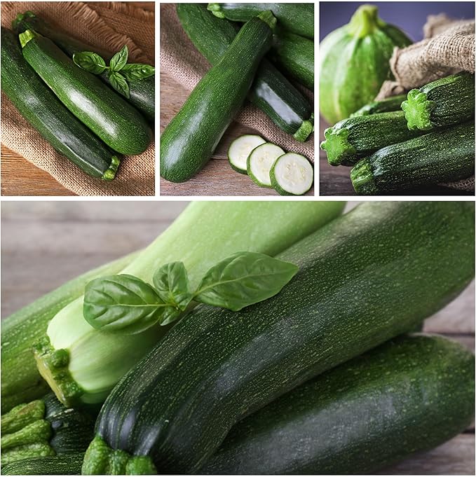 Seed Needs Black Beauty Squash Seeds for Planting Zucchini Summer Squash - Non-GMO, Heirloom & Untreated - Prolific Yields of Delicious Zucchinis in a Home Grown Outdoor Vegetable Garden (2 Packs)