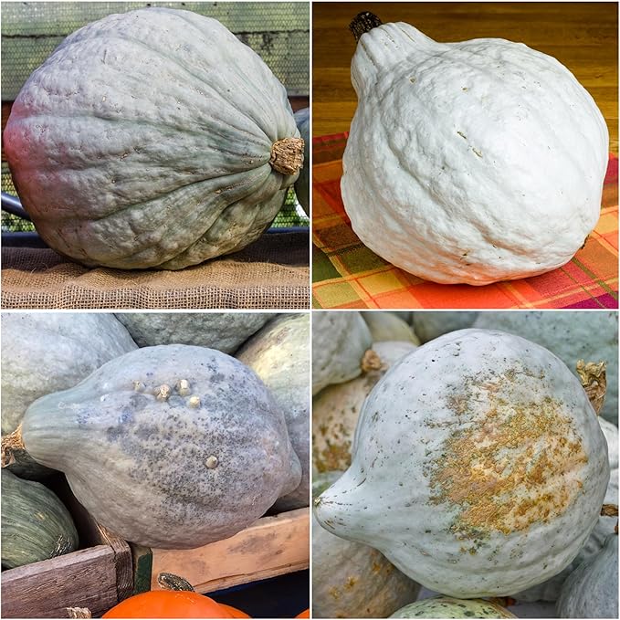 Seed Needs Blue Hubbard Winter Squash Seeds for Planting - Non-GMO, Heirloom & Untreated - Golden Yellow Sweet Flesh Perfect for Baking & Cooking (2 Packs)