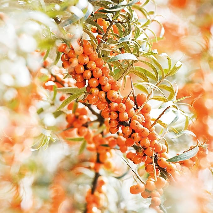 Weleda Sea Buckthorn Hand Cream, 1.7 Ounce