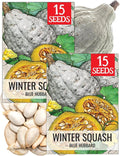 Seed Needs Blue Hubbard Winter Squash Seeds for Planting - Non-GMO, Heirloom & Untreated - Golden Yellow Sweet Flesh Perfect for Baking & Cooking (2 Packs)