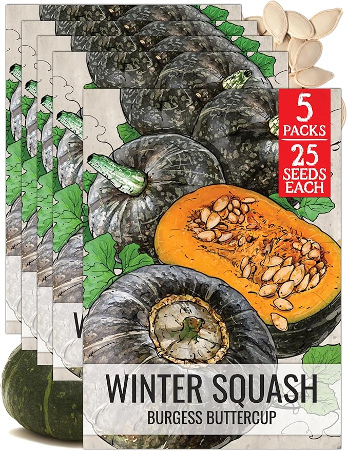 Seed Needs Winter Squash Seeds for Planting Burgess Buttercup Squashes - Non-GMO Heirloom & Untreated Vegetable Seed to Plant an Outdoor Home Grown Veggie Garden