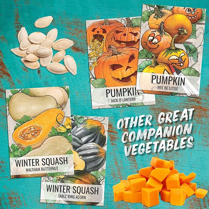 Seed Needs Luffa Seeds for Planting Loofah Sponge Gourds - Non-GMO Heirloom & Untreated Veggie Seed to Plant a Home Grown Outdoor Vegetable Garden (2 Packs)