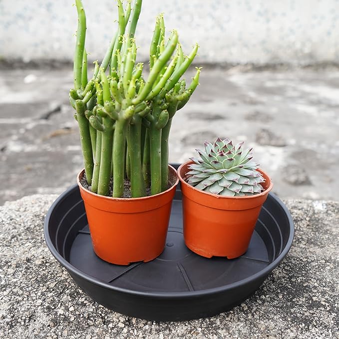 LWALRS 4 Packs 6 Inches Plant Saucer Drip Trays, Round Plastic Plant Pot Saucers Flower Pot Tray for Indoor Outdoor
