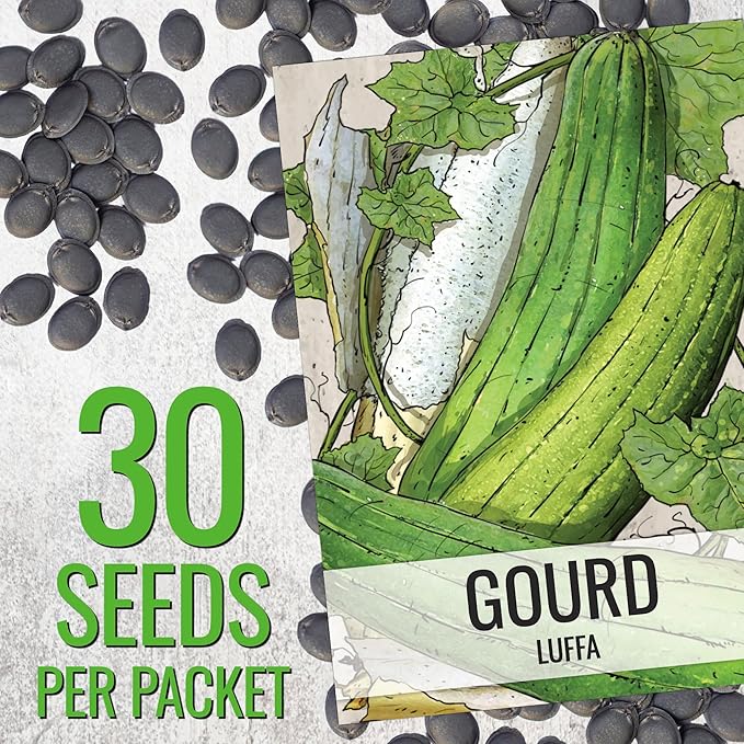 Seed Needs Luffa Seeds for Planting Loofah Sponge Gourds - Non-GMO Heirloom & Untreated Veggie Seed to Plant a Home Grown Outdoor Vegetable Garden (5 Packs)